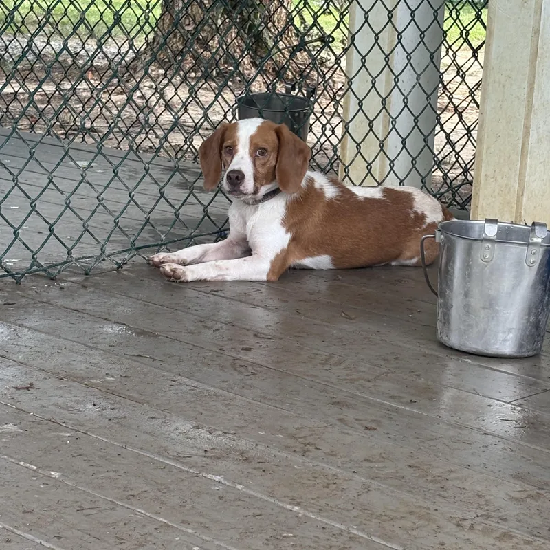 Roscoe