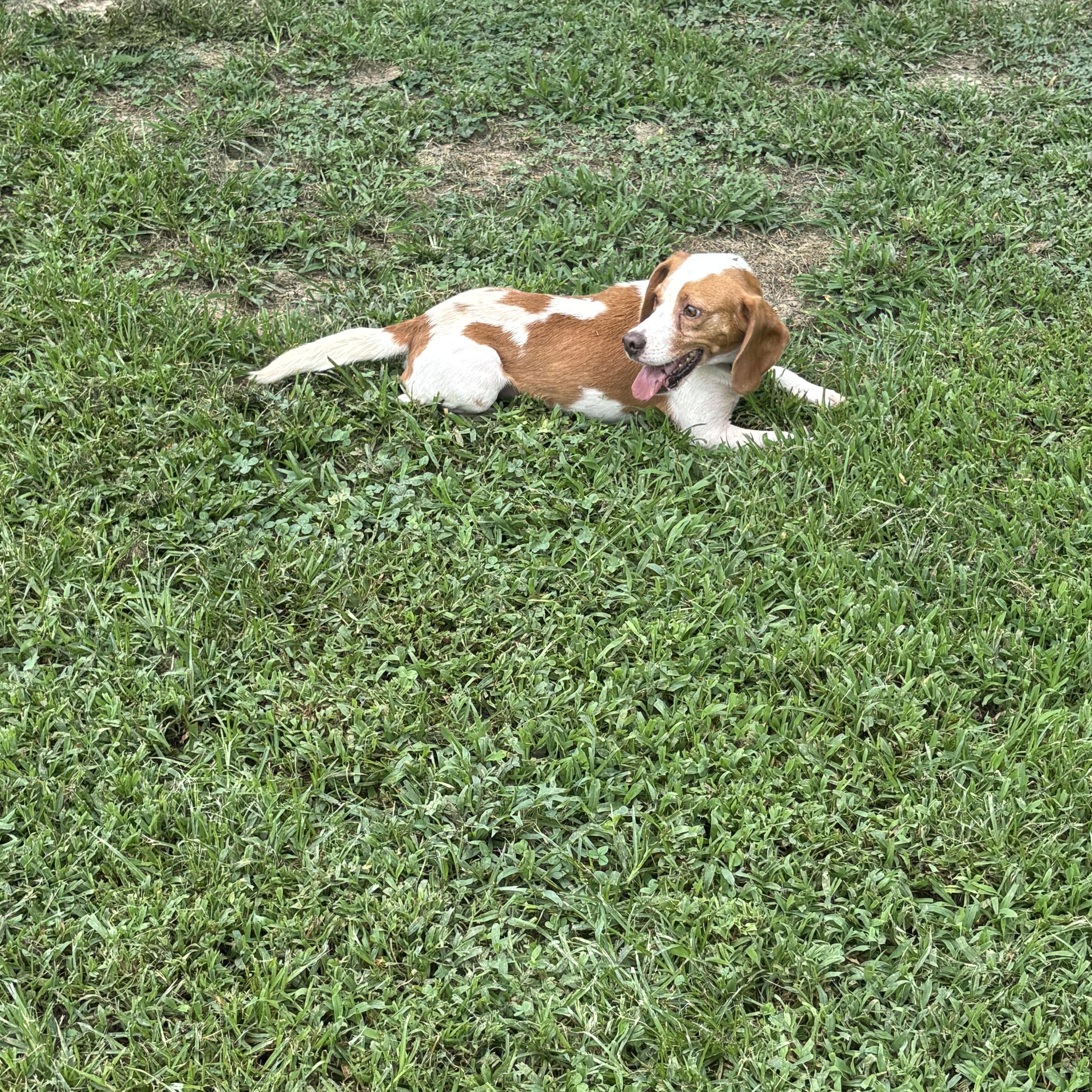 Roscoe thumbnail 2