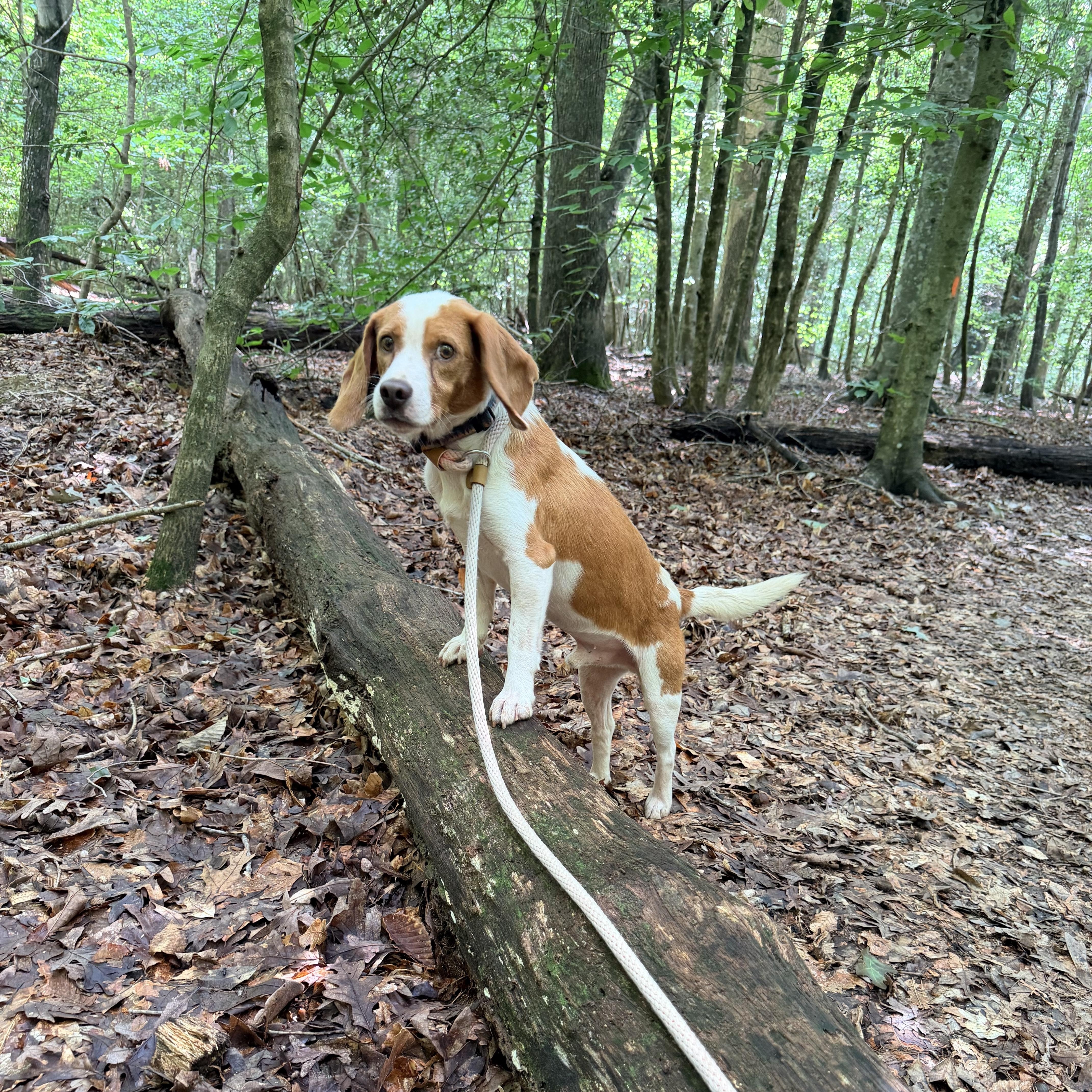 Roscoe thumbnail 3