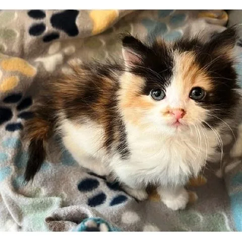A baby medium-sized female Calico cat named Sol for adoption in Salt Lake City, UT