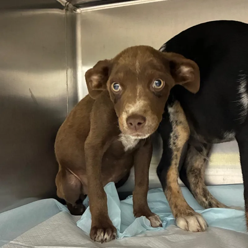 A baby small-sized female Mixed Breed dog named Honey butter for adoption in Corbin, KY