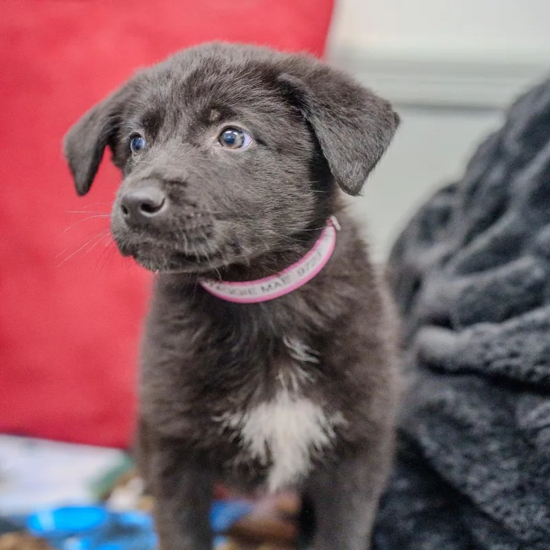 Maggie Mae thumbnail 4