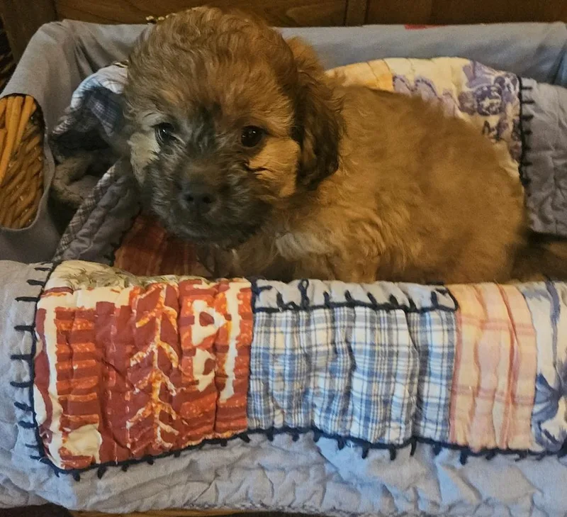 Minnie Puppy   thumbnail 2