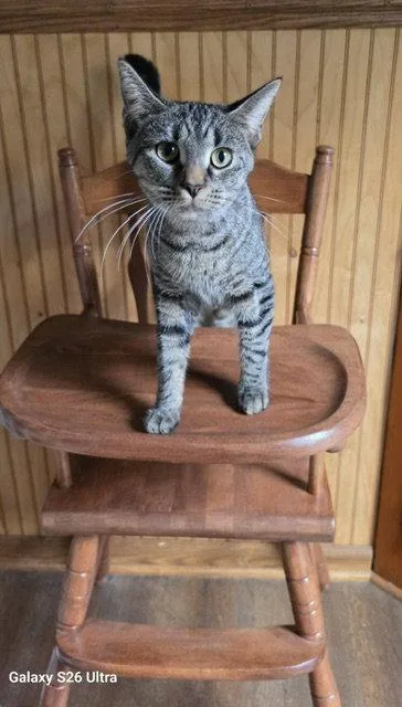 A young medium-sized female Domestic Short Hair cat named Dusty Rose for adoption in Rochester, NY