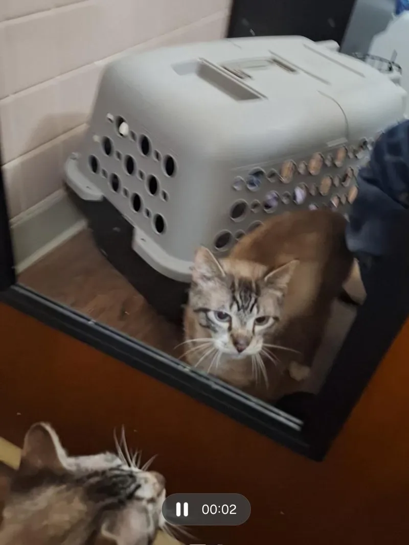An adult medium-sized male Siamese cat named Casper for adoption in Export, PA