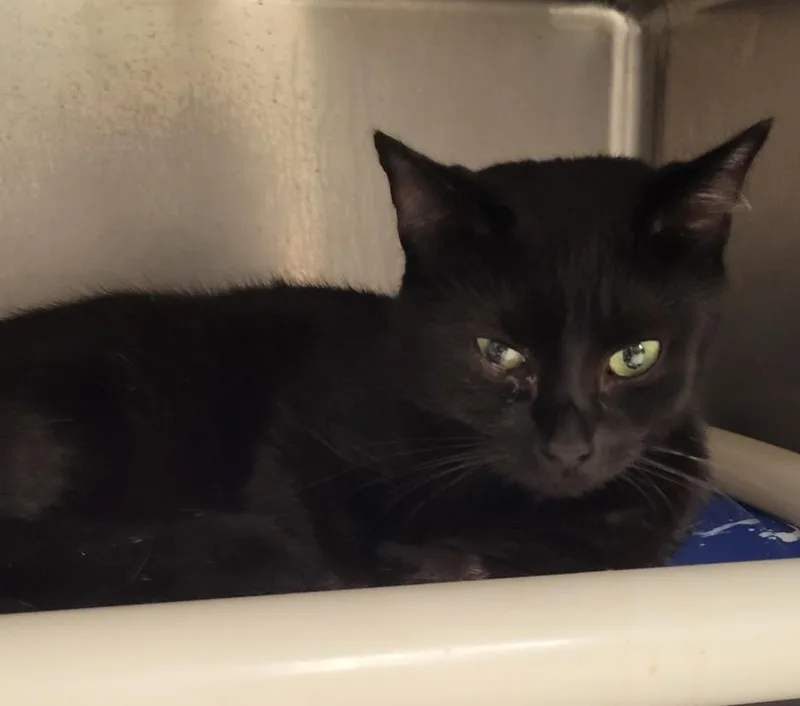 A young large-sized female Domestic Short Hair cat named Maycee for adoption in Hopkinsville, KY
