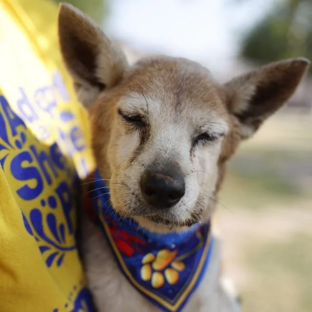 An adult small-sized male Shiba Inu dog named Tracker for adoption in San Antonio, TX