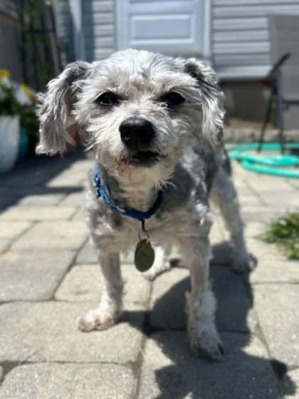 A senior small-sized male Poodle dog named Peanuts for adoption in Malvern, PA