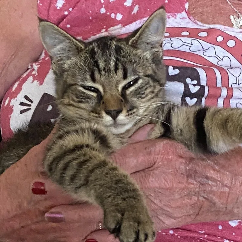A baby small-sized female Brown / Chocolate Domestic Short Hair cat named Kiki for adoption in Herrin, IL