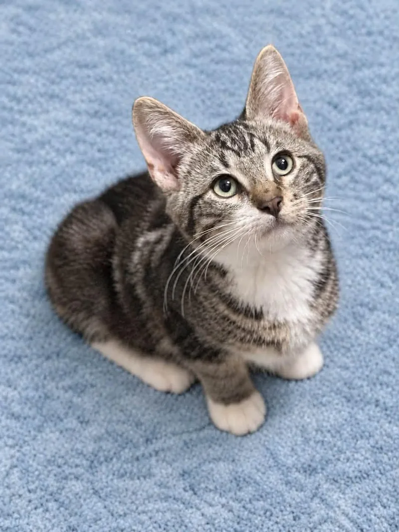 A baby medium-sized male Tabby (Gray / Blue / Silver) Tabby cat named Bus for adoption in Toledo, OH