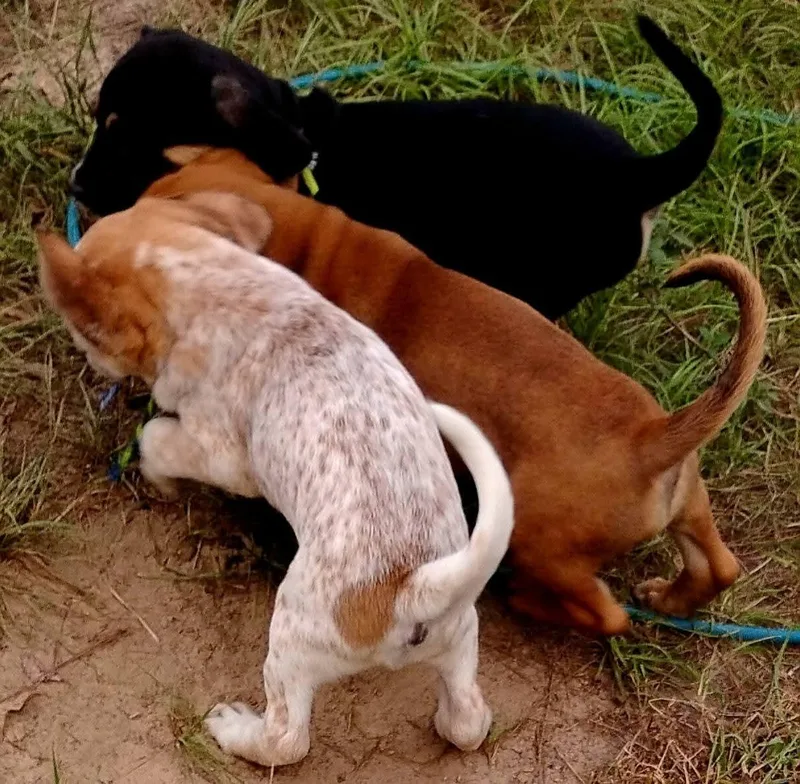 A baby medium-sized male Black Bluetick Coonhound dog named Rico for adoption in Blairstown, NJ