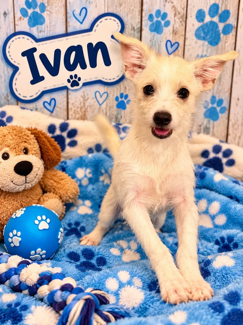 A young medium-sized male Terrier dog named Ivan for adoption in Union Beach, NJ