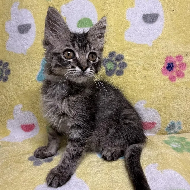 Niko