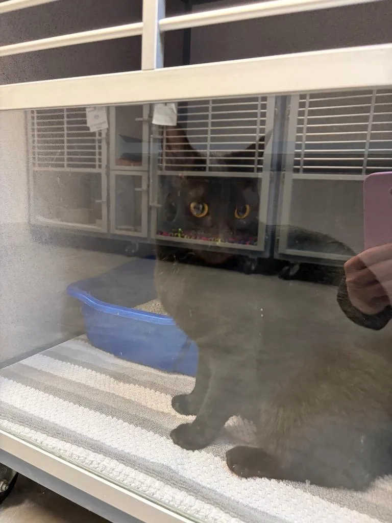 A young large-sized female Domestic Short Hair cat named Blackie for adoption in Liverpool, NY