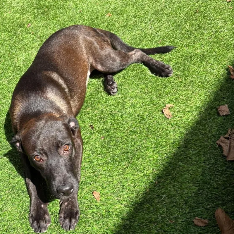 A baby medium-sized female Shepherd dog named Addy for adoption in Yonkers, NY