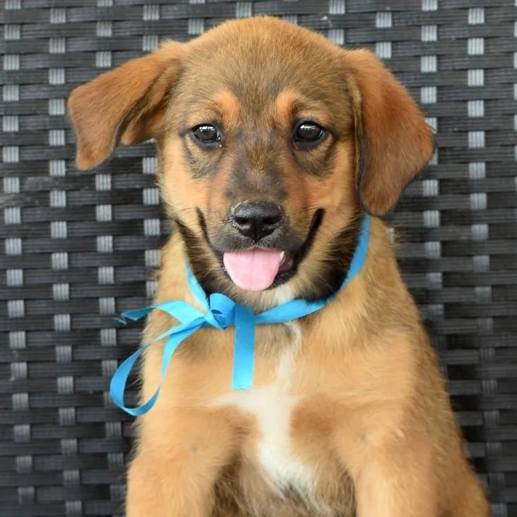 A baby large-sized male Yellow / Tan / Blond / Fawn Shepherd dog named CT Chewie for adoption in Eastford, CT