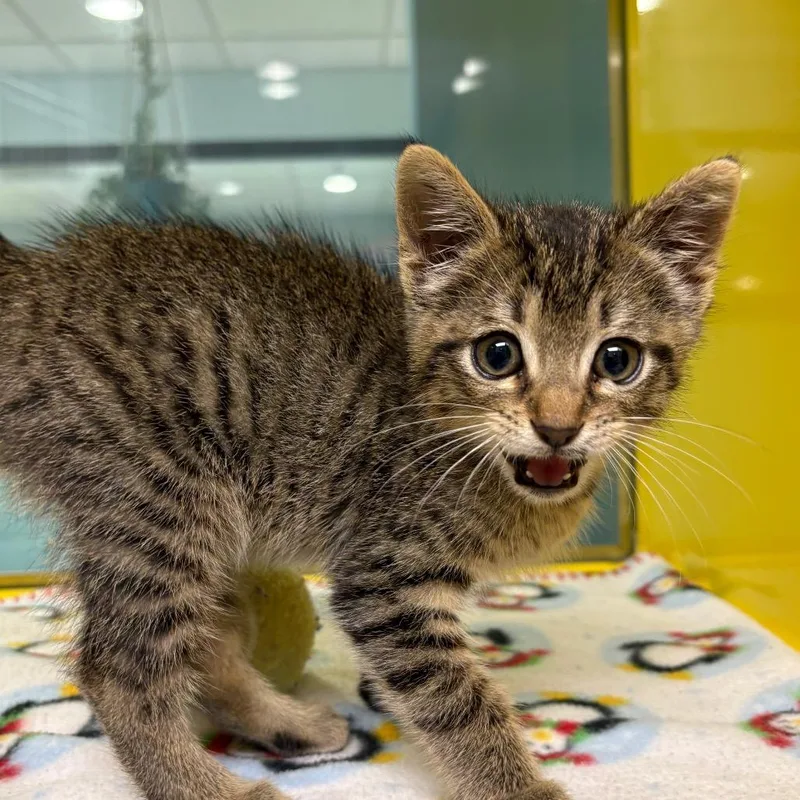 A baby small-sized male Brown / Chocolate Domestic Short Hair cat named Tiny Lawyer for adoption in Abilene, TX