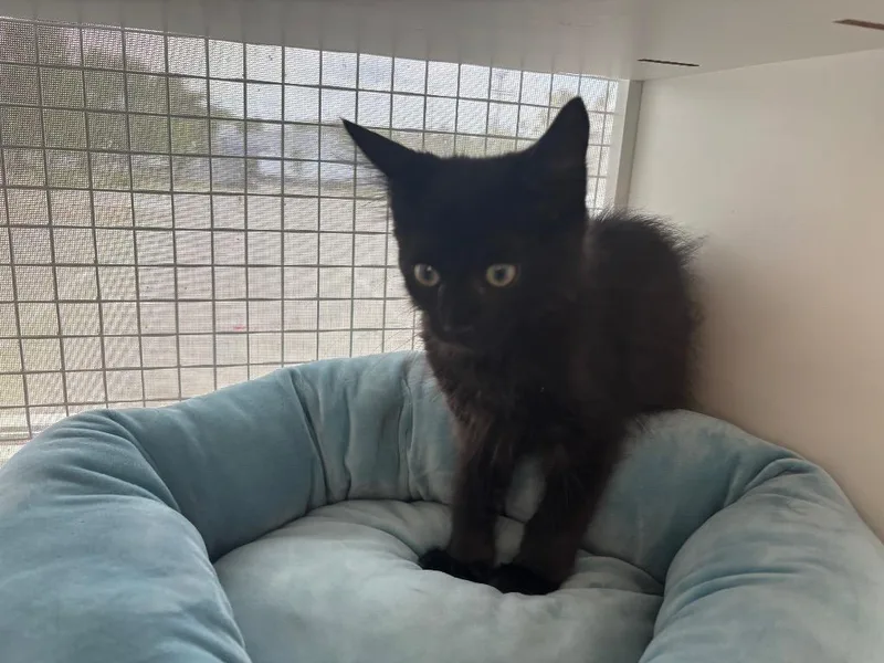 A baby small-sized male Domestic Long Hair cat named Stencil for adoption in Gorham, ME