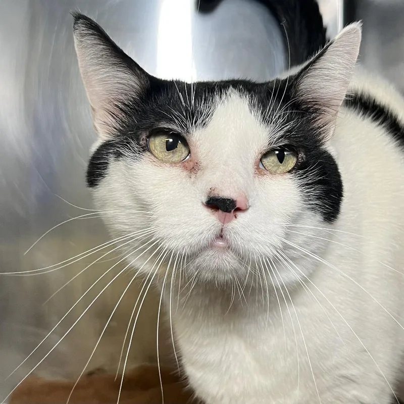 An adult extra large-sized male Domestic Short Hair cat named Tom for adoption in Palm Springs, CA