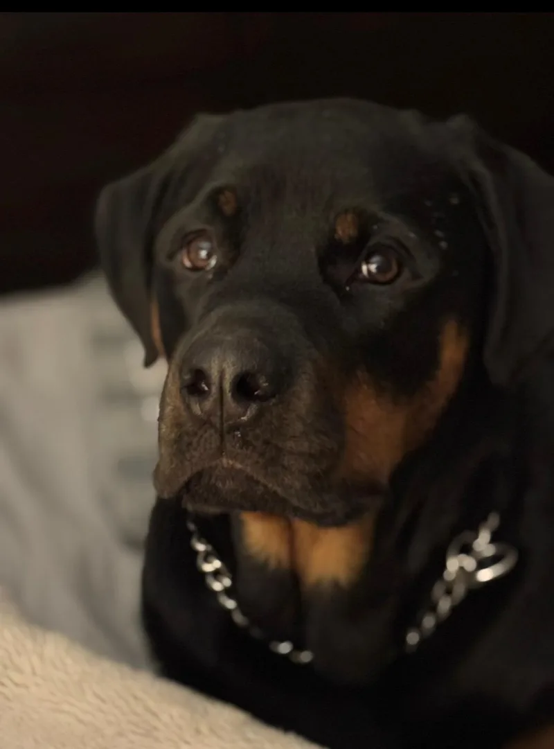 An adult extra large-sized male Black Rottweiler dog named Axel for adoption in Cuddebackville, NY