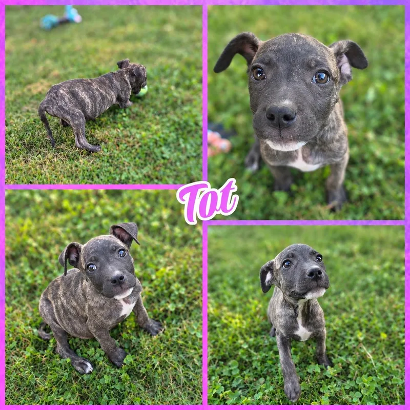 A baby medium-sized female Brindle Pit Bull Terrier dog named Tot for adoption in Blacksburg, SC