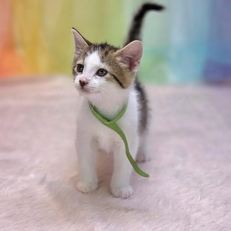 A baby small-sized female Brown / Chocolate Domestic Short Hair cat named Mary Janec for adoption in East Saint Louis, IL
