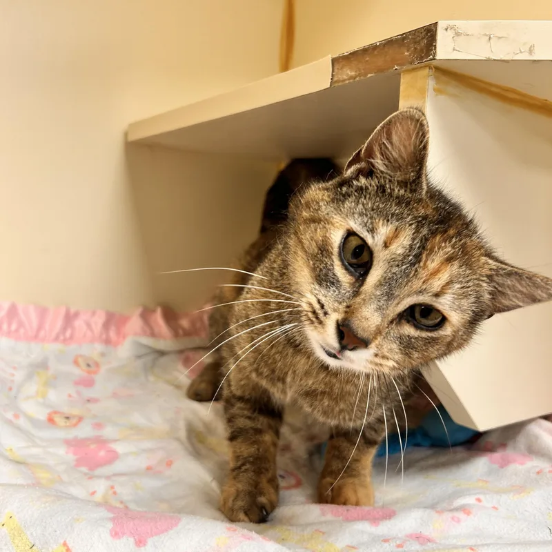 A young small-sized female Torbie Domestic Short Hair cat named Katheryn for adoption in Myerstown, PA