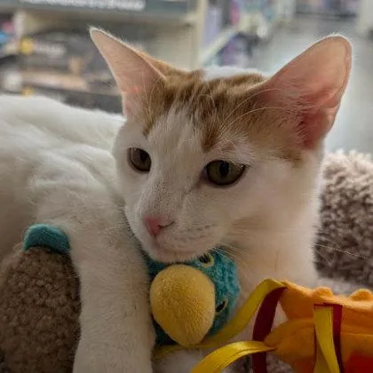A young medium-sized female Domestic Short Hair cat named Grandma Kershaw for adoption in Hudson, MA