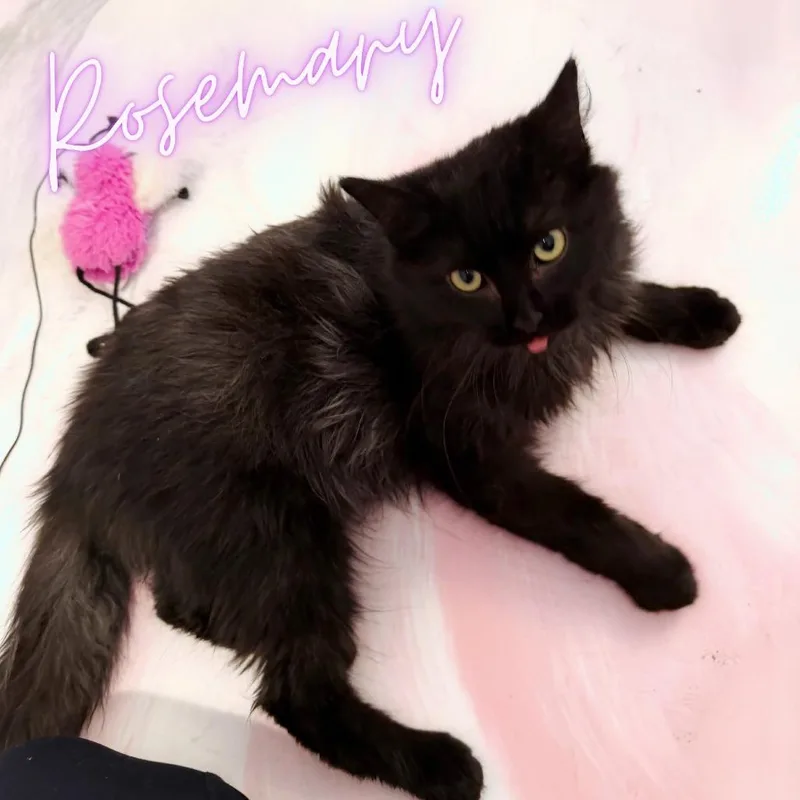 Rosemary thumbnail 2