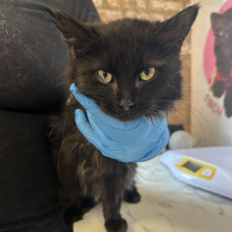 Rosemary thumbnail 3