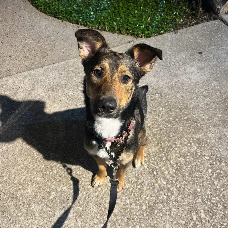 Stella Xv thumbnail 2