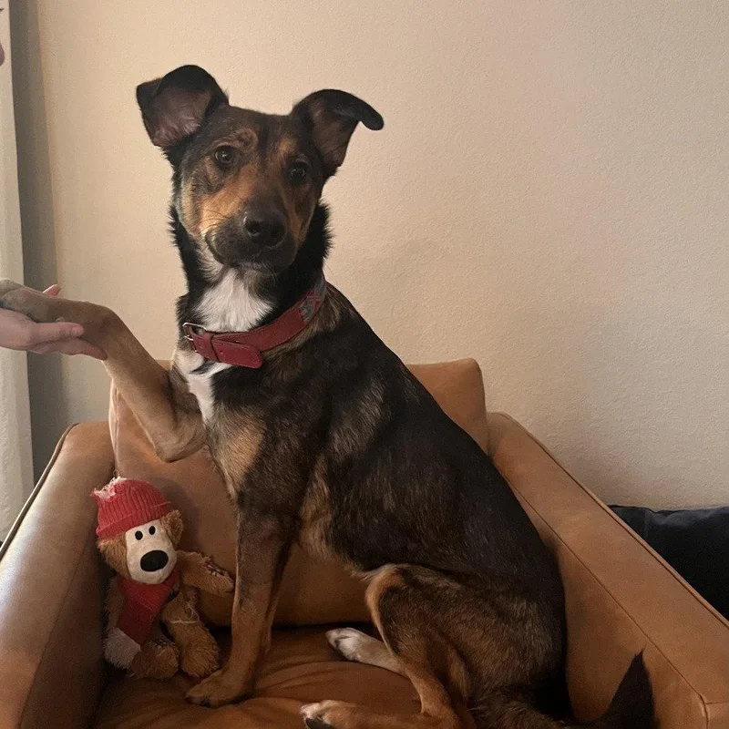 Stella Xv thumbnail 3