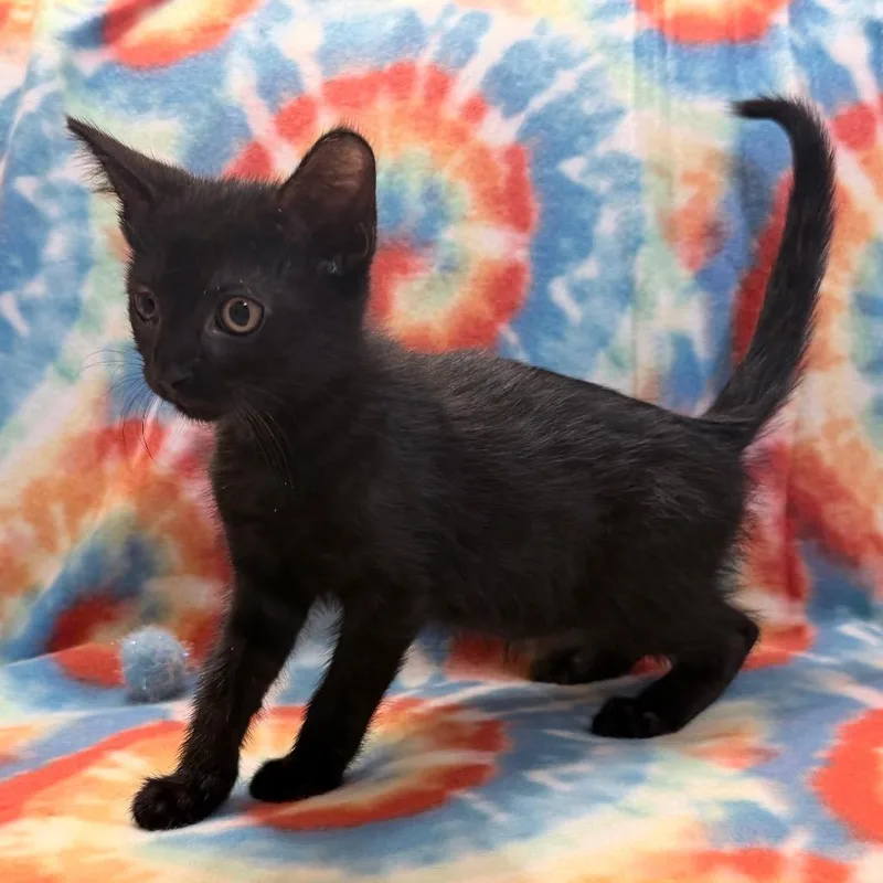 A baby small-sized male Black Domestic Medium Hair cat named Bret for adoption in Flower Mound, TX