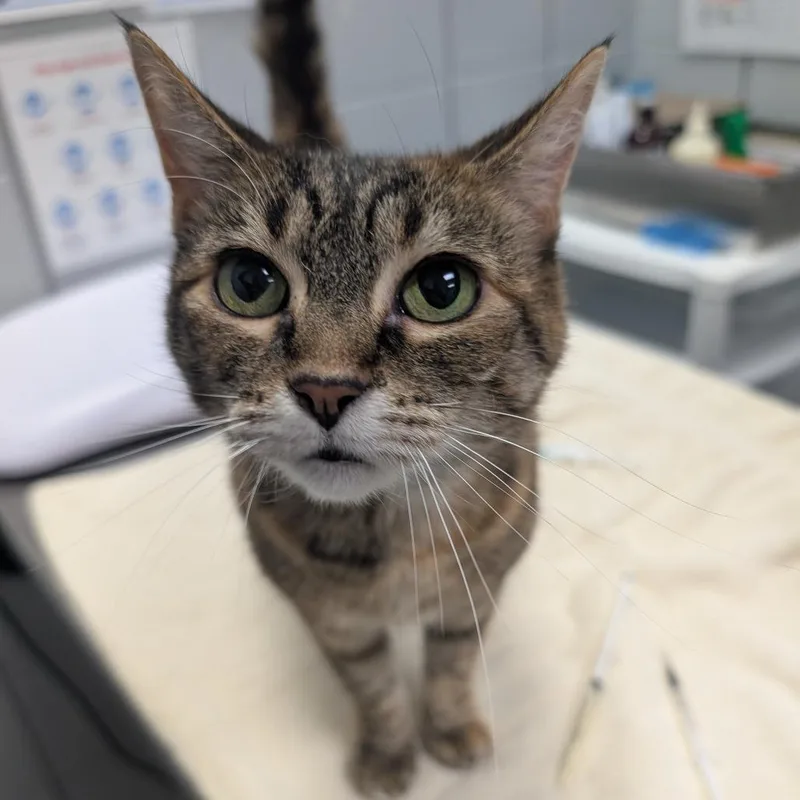 A senior medium-sized female Gray / Blue / Silver Domestic Short Hair cat named Precious for adoption in West Olive, MI