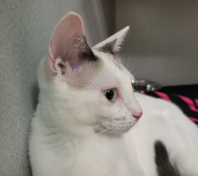 A baby medium-sized female Cream / Ivory Siamese cat named Tawny for adoption in Grayslake, IL