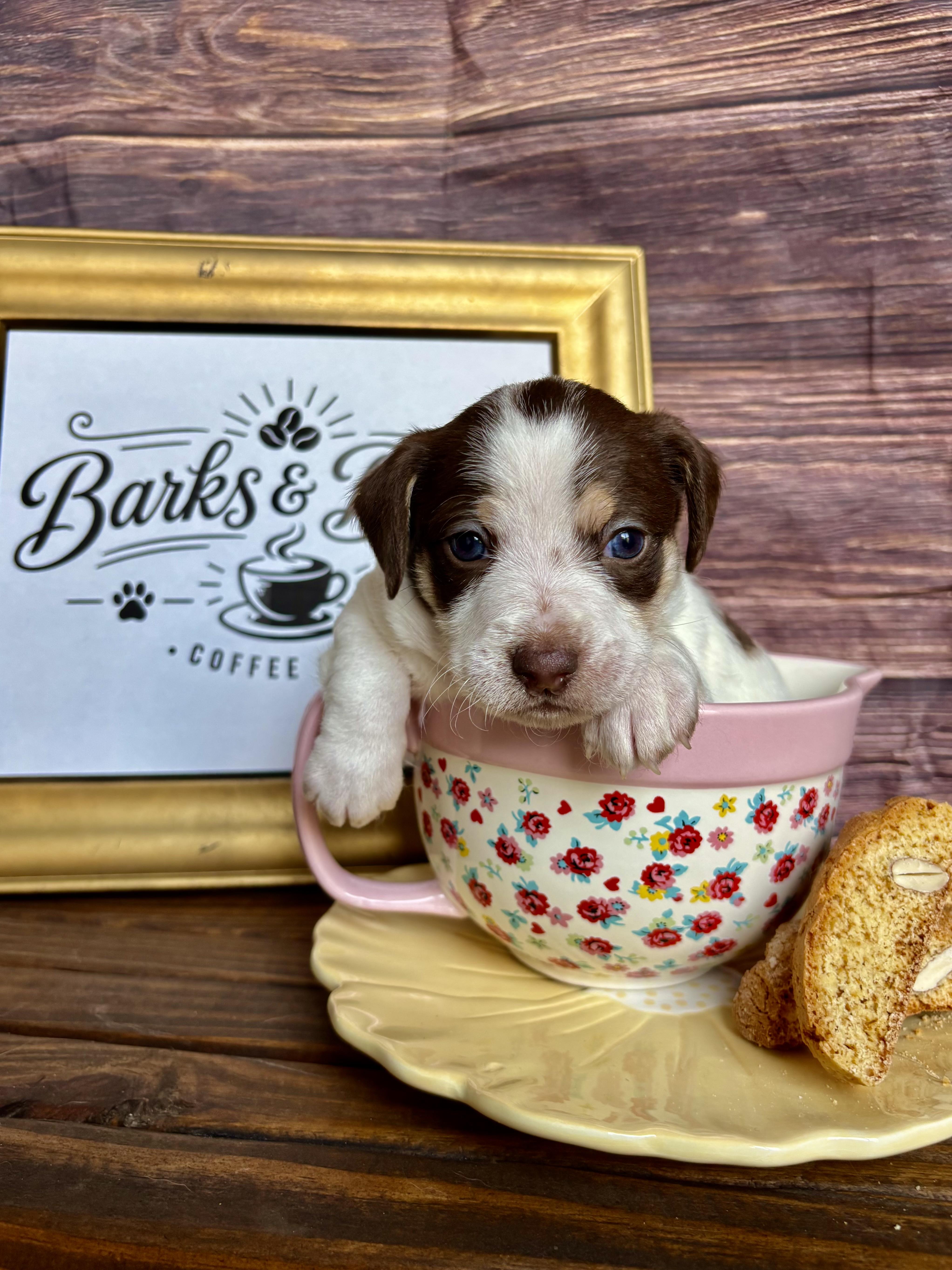 Bean  Coffee Litter thumbnail 3