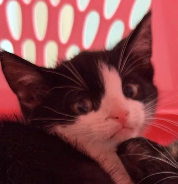 A baby small-sized female Domestic Short Hair cat named Horchata for adoption in San Diego, CA