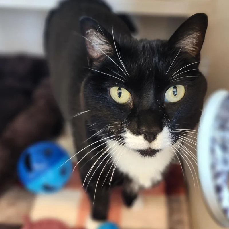 An adult large-sized female Black Domestic Short Hair cat named Cookie for adoption in Reno, NV