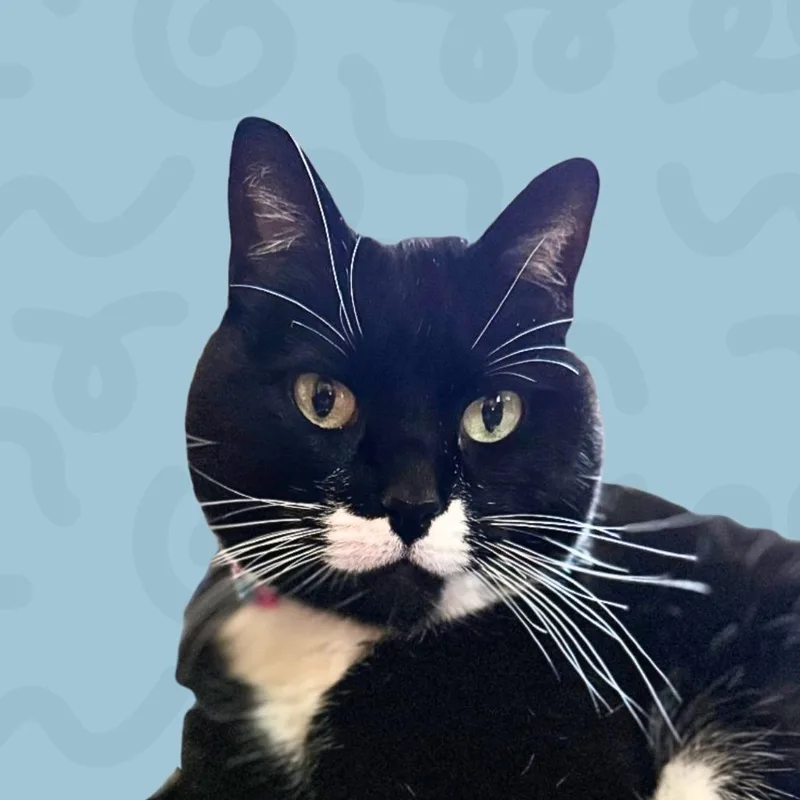 Cookie thumbnail 3