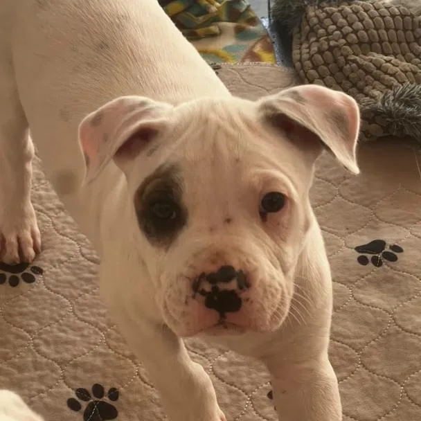 A baby medium-sized male White / Cream Mixed Breed dog named Blueberry for adoption in Mebane, NC