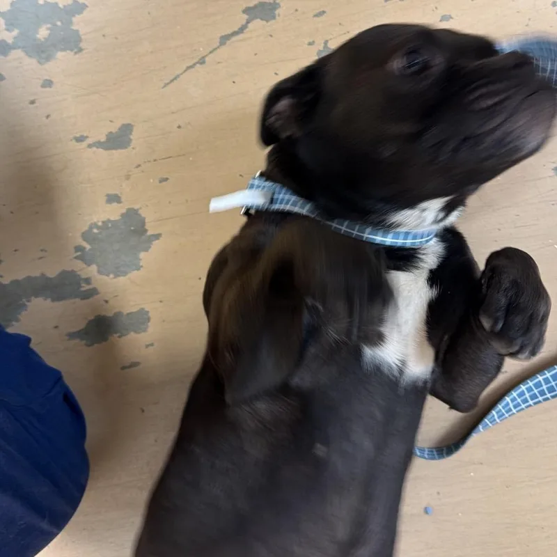 An adult medium-sized female Black Mixed Breed dog named Lampageddon for adoption in Gadsden, AL