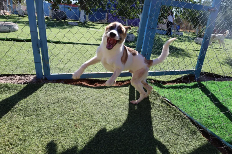 A young medium-sized male Canaan Dog dog named Fareed  The Unique for adoption in Somerset, NJ