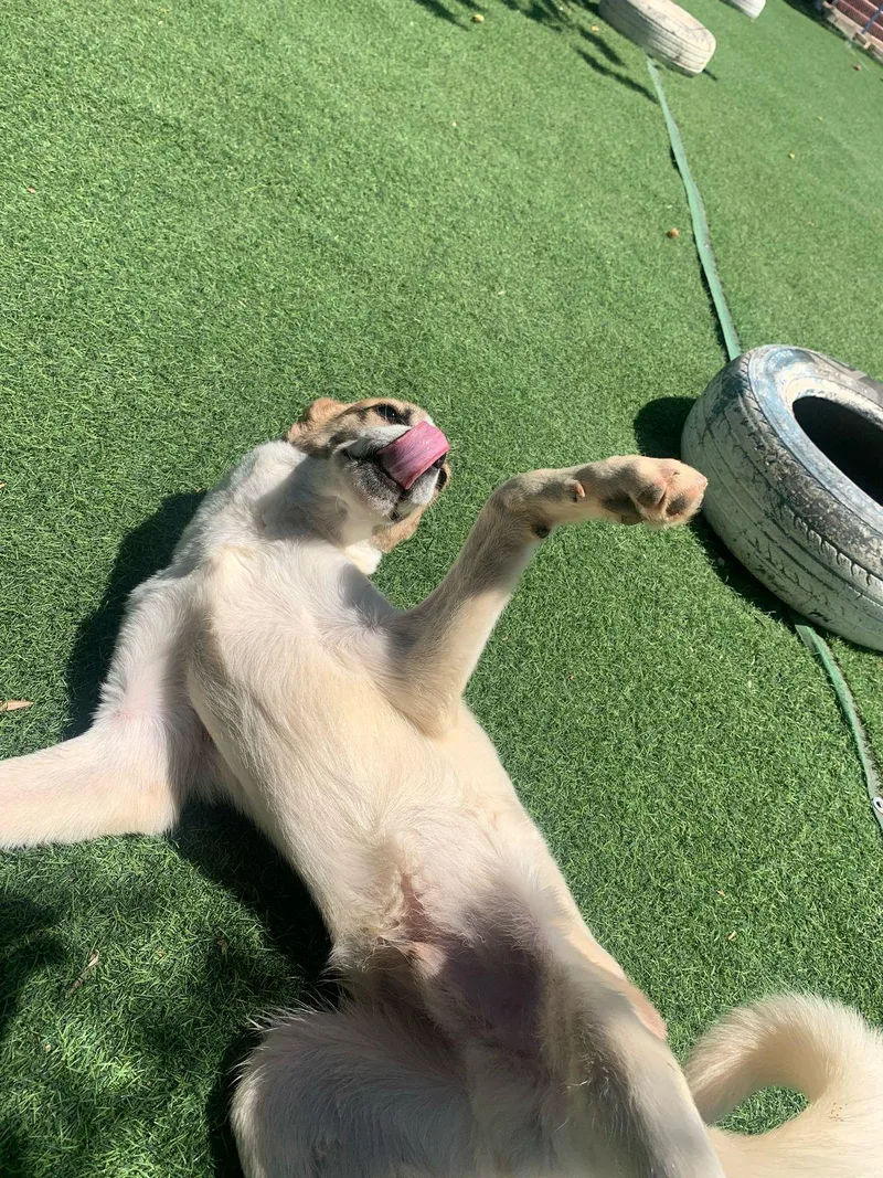 Fareed  The Unique thumbnail 2