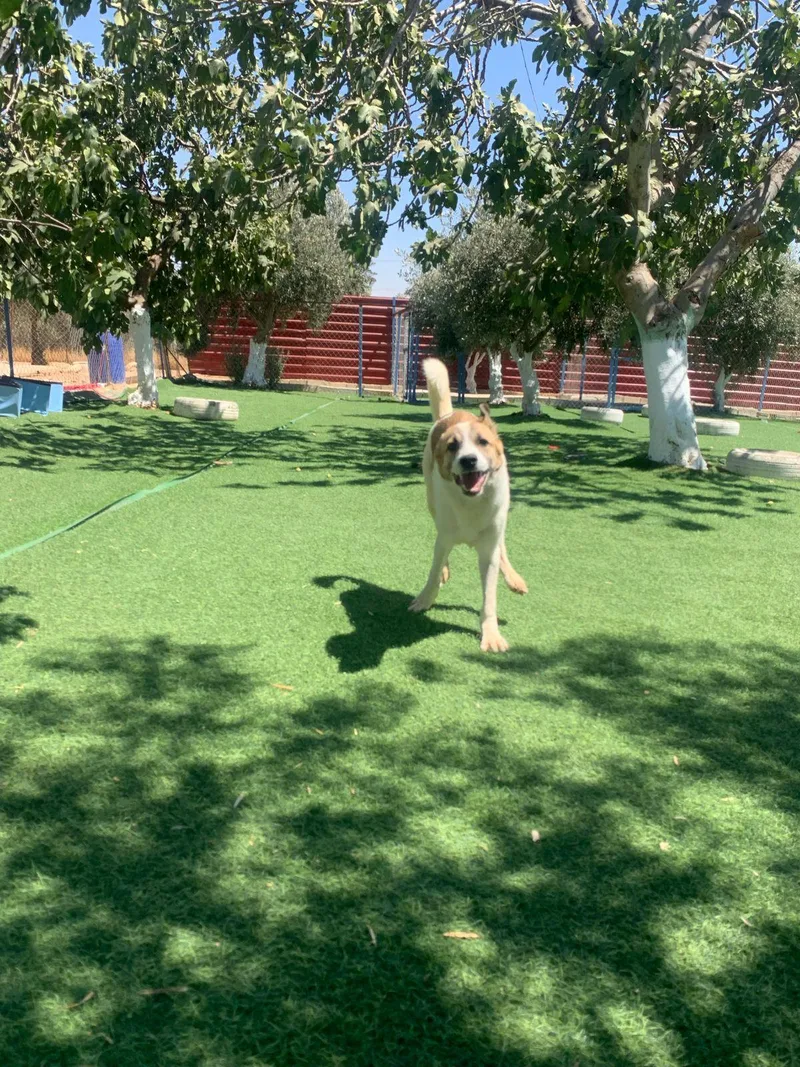 Fareed  The Unique thumbnail 3