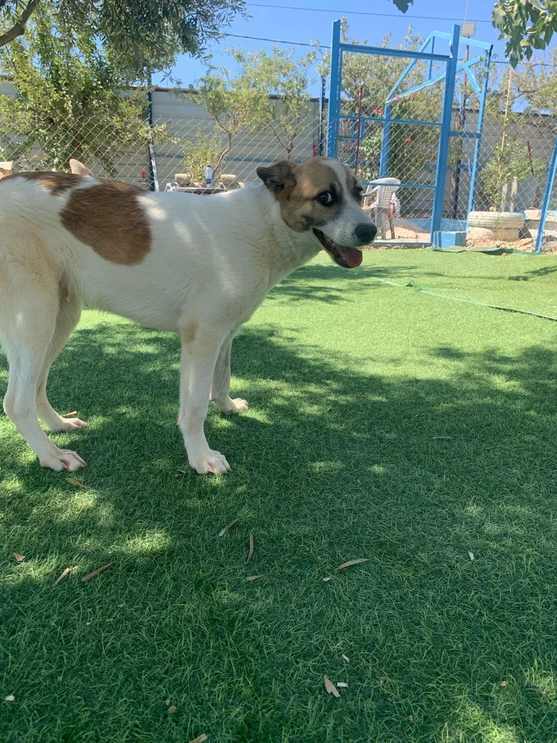 Fareed  The Unique thumbnail 4