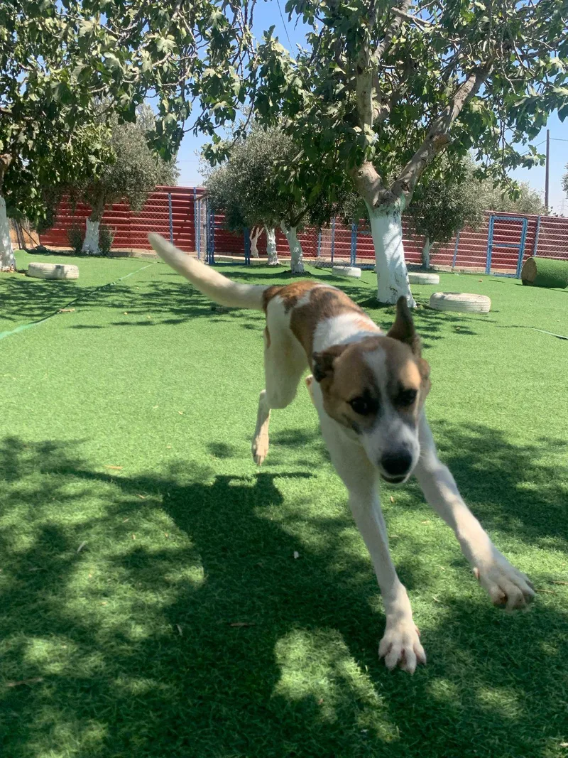 Fareed  The Unique thumbnail 5