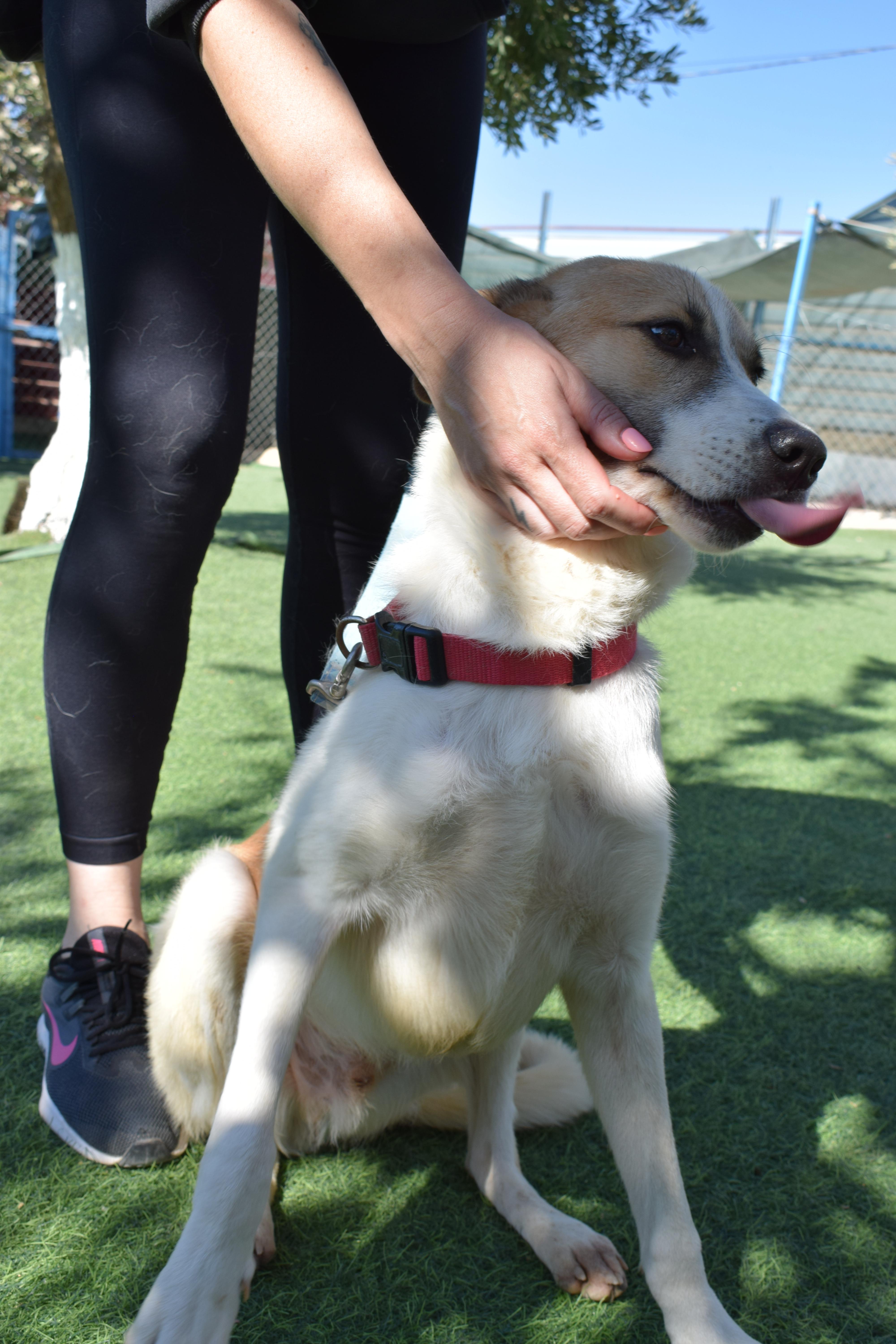 Fareed  The Unique thumbnail 6