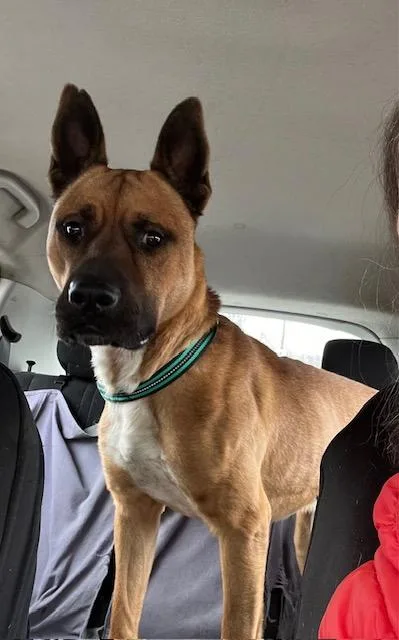 An adult medium-sized male German Shepherd Dog dog named Clark for adoption in Alexandria, VA