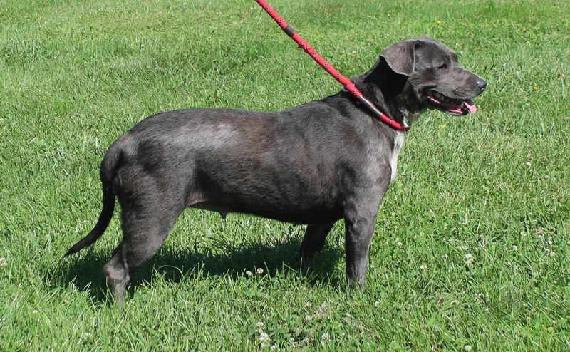 An adult medium-sized female Gray / Blue / Silver Pit Bull Terrier dog named Rosemary for adoption in Heath, OH