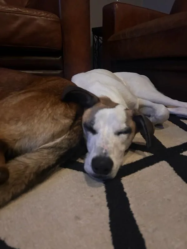 An adult medium-sized male Great Dane dog named Atticus for adoption in Manhattan Beach, CA